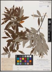 Foto von Salix caprea L. x Salix eleagnos Scop.